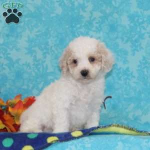 White Pine, Bich-Poo Puppy